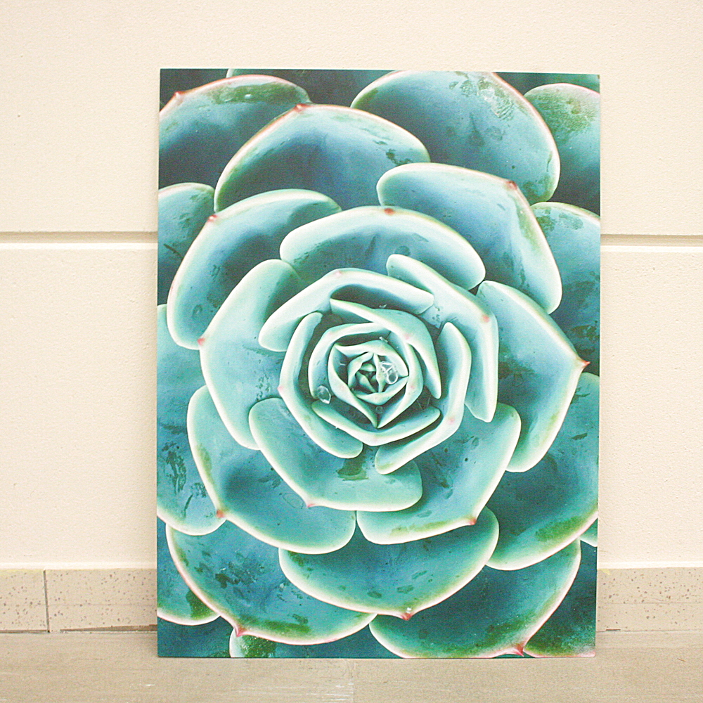 Alu-Dibond Wandbild Arrangement Of The Succulents 60 x 80 cm