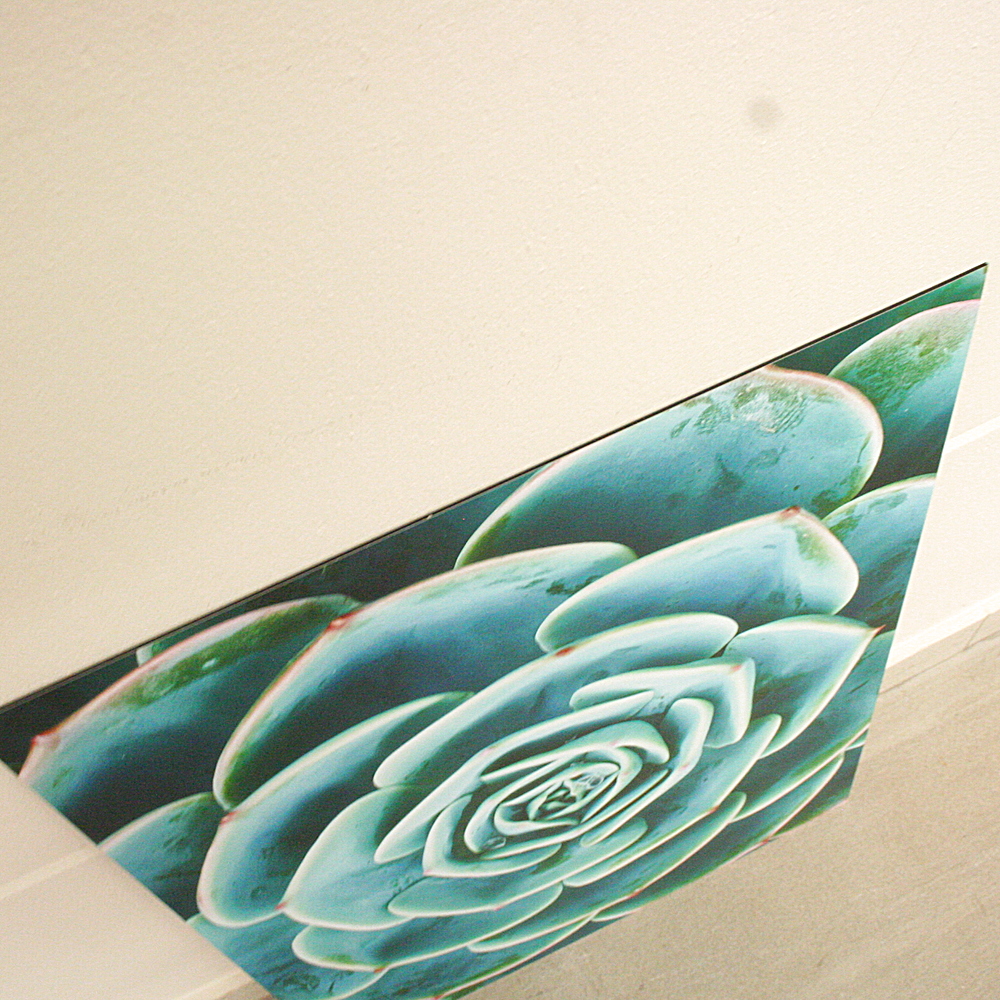 Alu-Dibond Wandbild Arrangement Of The Succulents 60 x 80 cm