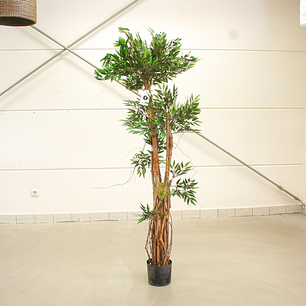 Kunstpflanze Tropischer Ruscus Naturstamm ca. H150 cm