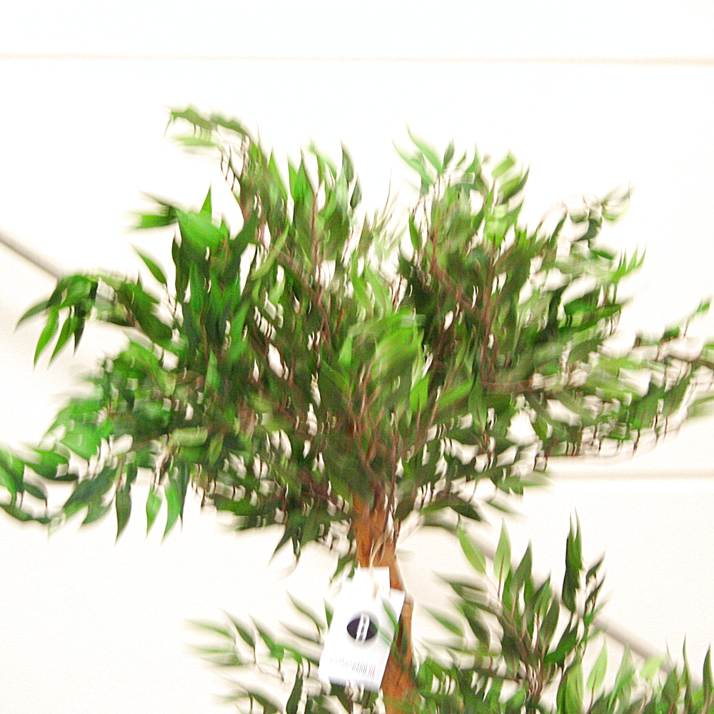 Kunstpflanze Tropischer Ruscus Naturstamm ca. H150 cm