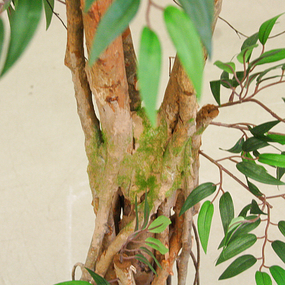 Kunstpflanze Tropischer Ruscus Naturstamm ca. H150 cm