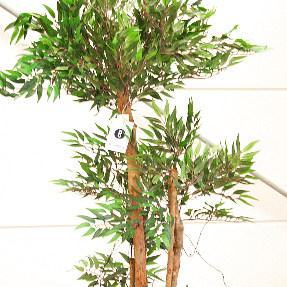 Kunstpflanze Tropischer Ruscus Naturstamm ca. H150 cm