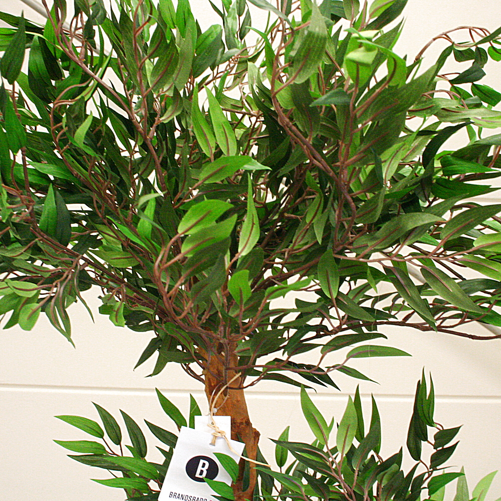 Kunstpflanze Tropischer Ruscus Naturstamm ca. H150 cm